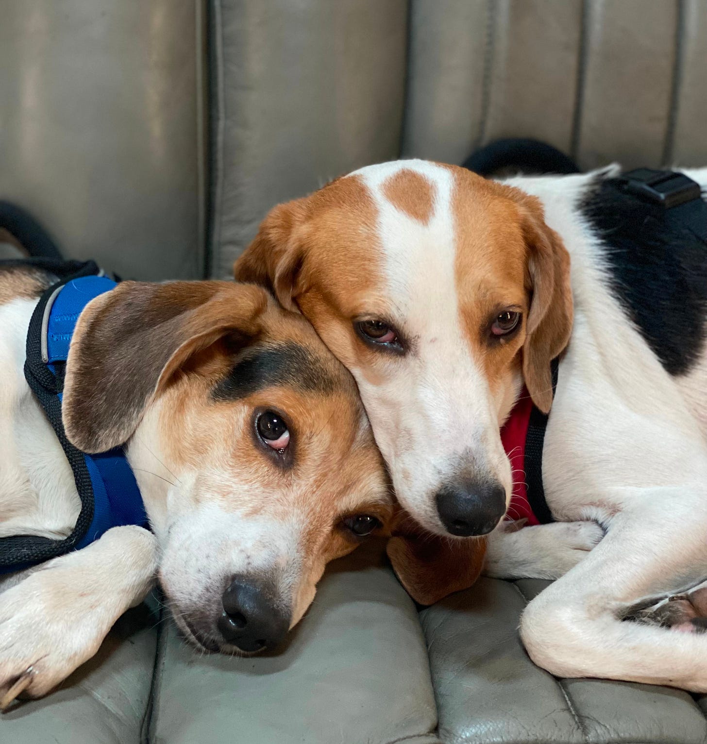 Two hounds, cuddling. Piper's head on top of Wishbone