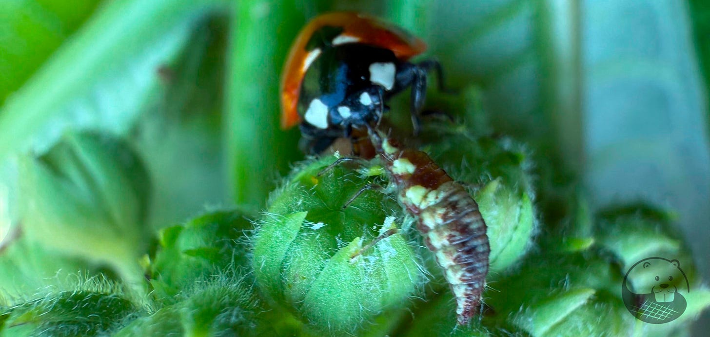 a parasitized ladybug battling a lacewing larvae