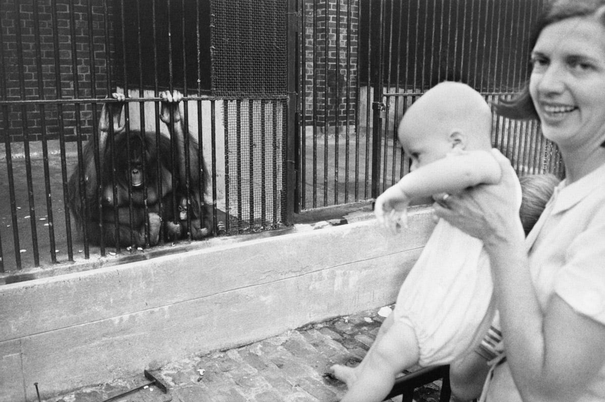 Pier 24 Garry Winogrand - "The Animals" - Pier 24