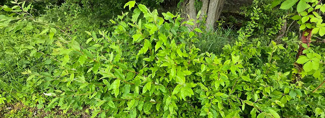 closeup of vibrant green autumn olive tree-like shrubs