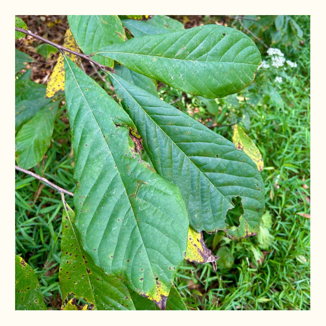 A group of three green, oval-shaped pawpaw leaves. A group of three green, oval-shaped pawpaw leaves.