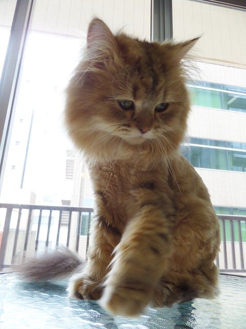 Cat Cafe Nanny Cat Cafe Nanny