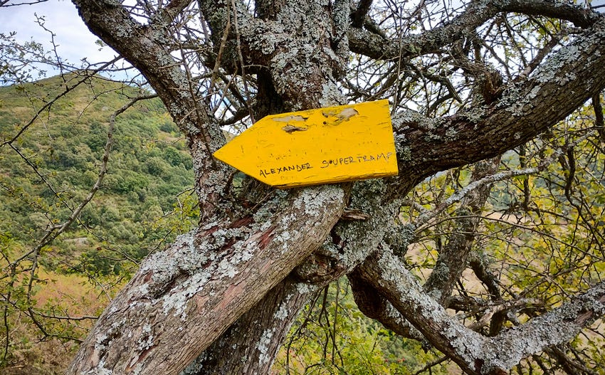 Flecha amarilla en un árbol, con la inscripción Alexander Supertramp