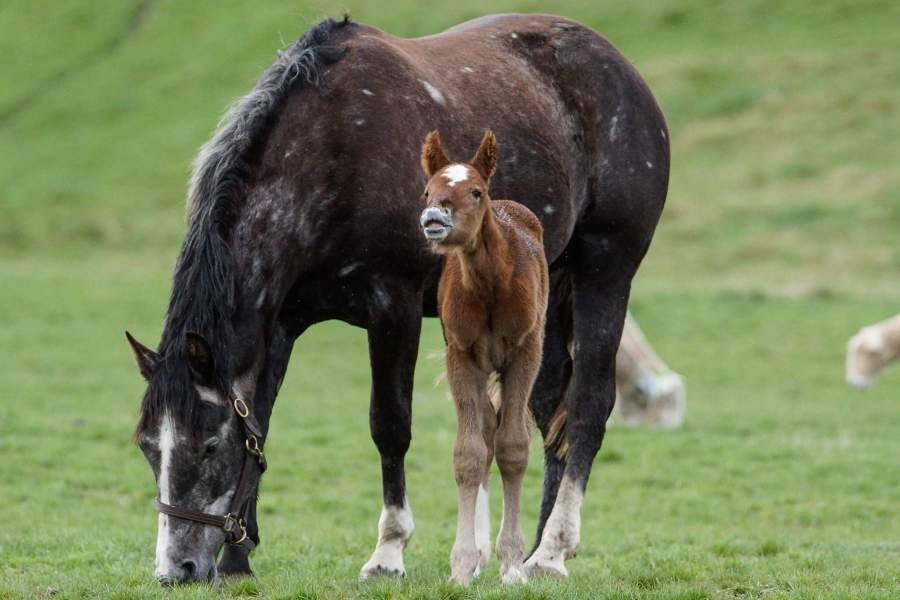 mare & foal