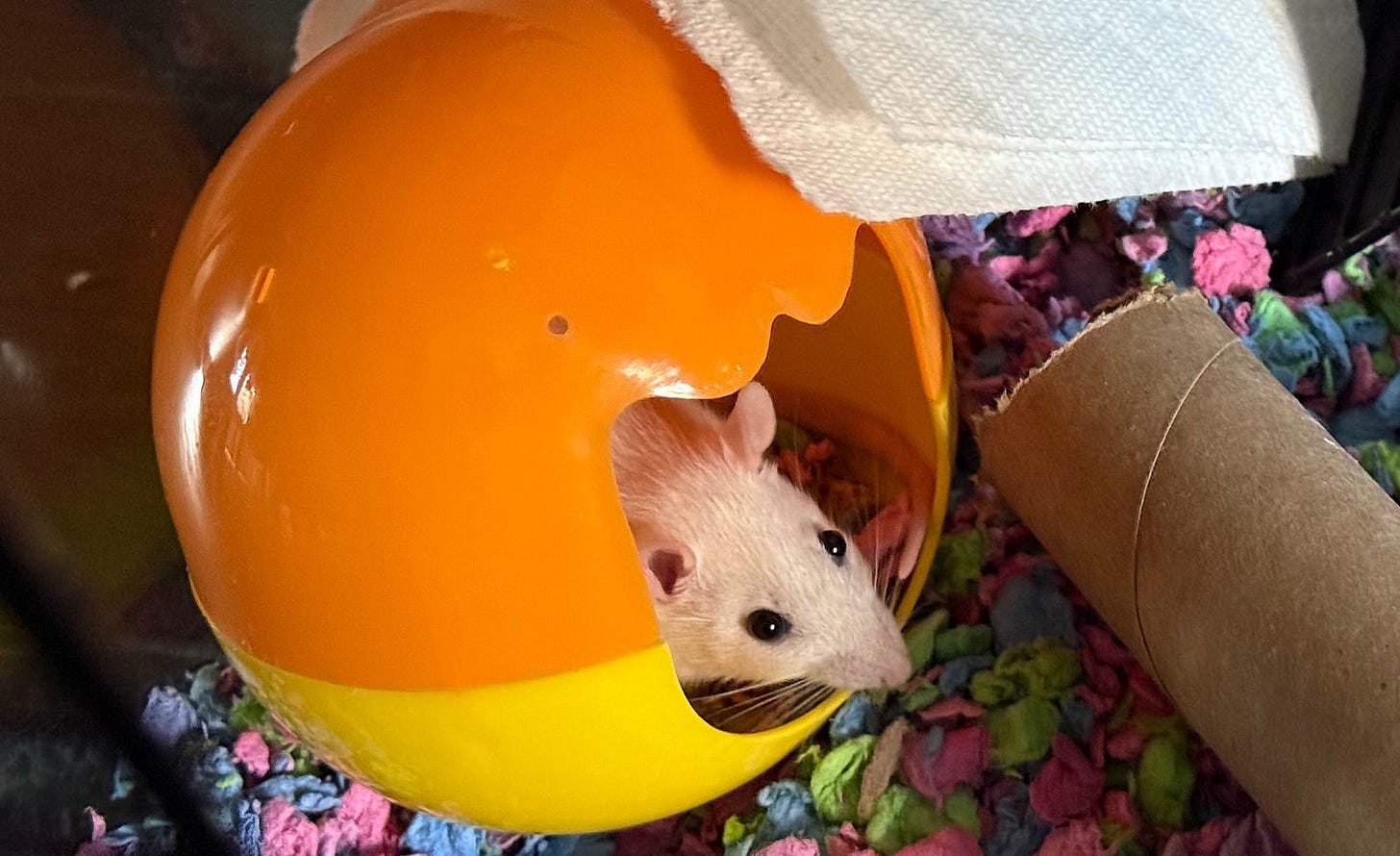 A small white rat is peeking out from an orange and yellow plastic dome-shaped hideout. The hideout is placed on colorful bedding made of shredded paper in a pet enclosure. Nearby, there’s a cardboard tube, and a piece of white fabric is draped over the top of the hideout.