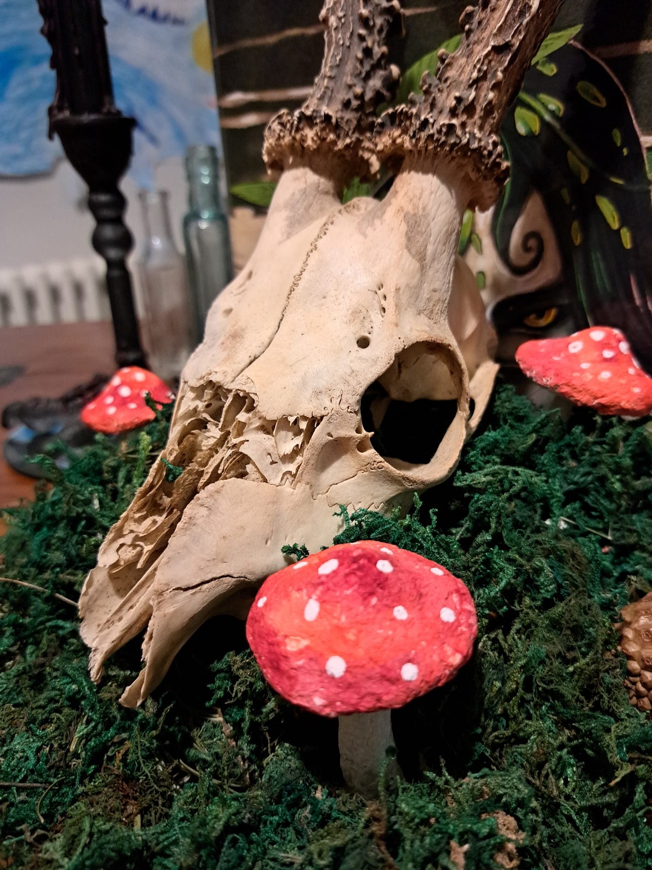A close up view of the deer skull