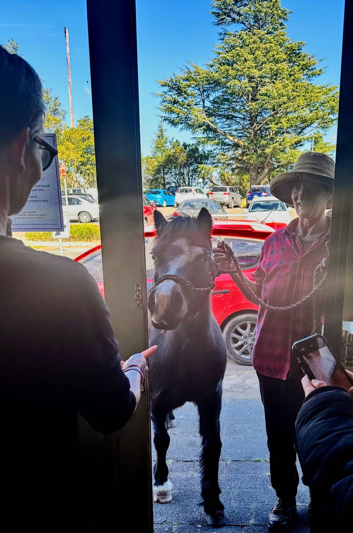 Lawson pony Peggy Sue checking out the old Lyttleton stables. Lawson pony Peggy Sue checking out the old Lyttleton stables.