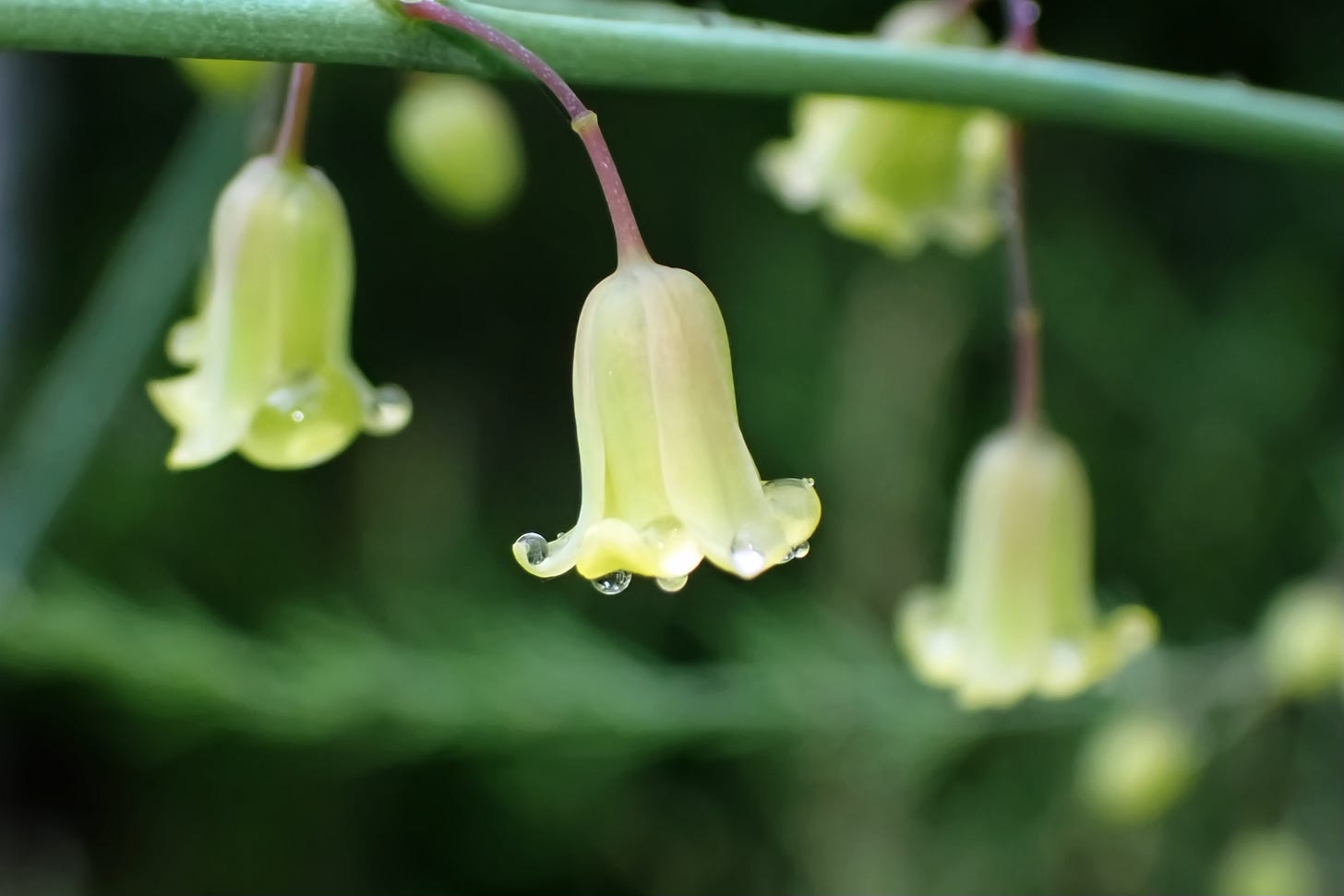 Asparagus blossom capture dew droplets.