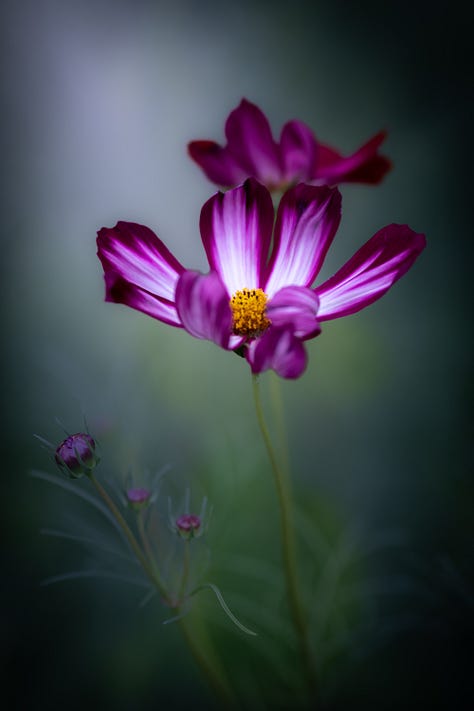 Dahlia cosmos mullein and coneflowers images