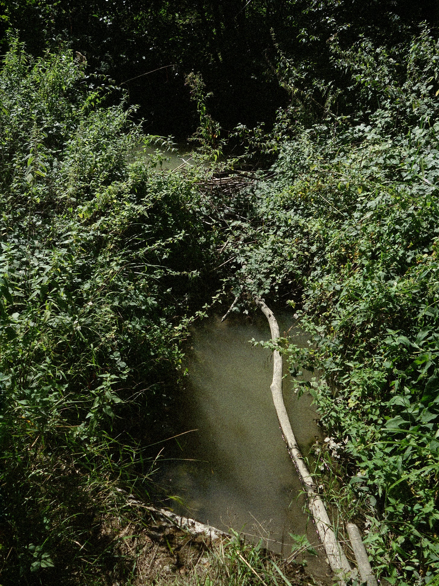 Barrage de castors à Bons-en-Chablais