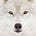 Hákon inn hvítrúlfr's avatar