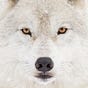 Hákon inn hvítrúlfr's avatar