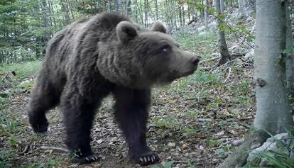 È M91 l'orso che ha inseguito l'escursionista a Molveno È M91 l'orso che ha inseguito l'escursionista a Molveno