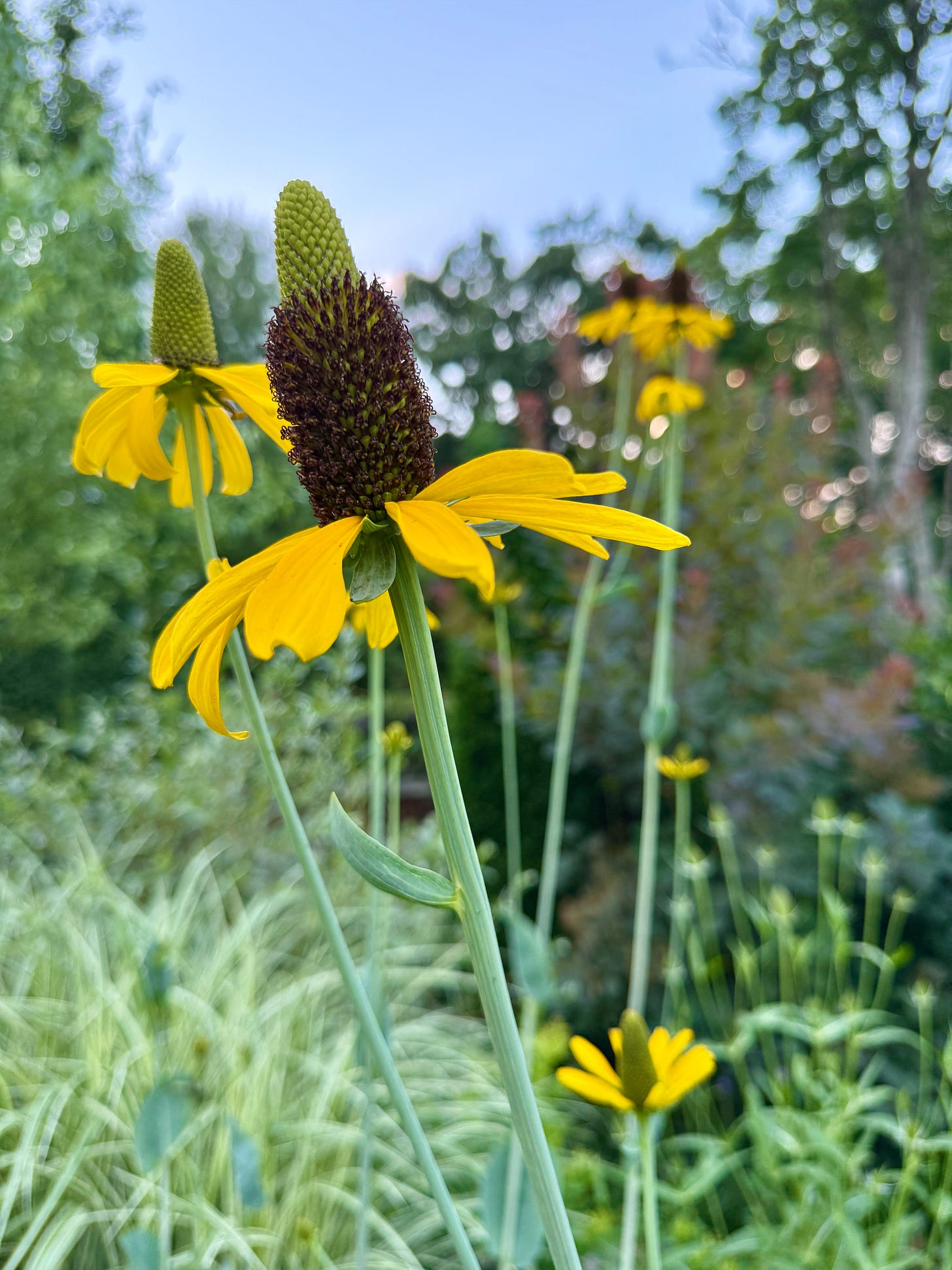 Rudbeckia maxima is a good name for this perennial that is flowering at easily 8 feet tall. 