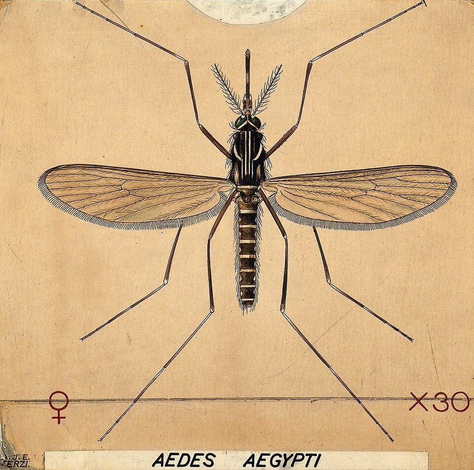 A drawing of a mosquito AI-generated content may be incorrect.