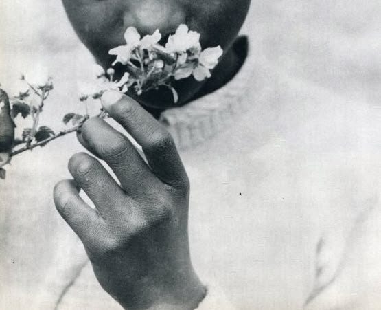 May be a black-and-white image of flower