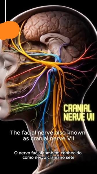 ✨ O nervo que dá vida ao rosto., O nervo facial é o VII par de nervos cranianos., Origina-se no tronco encefálico (ponte), percorre o osso temporal pelo meato acústico interno, emerge pelo forame ... ✨ O nervo que dá vida ao rosto., O nervo facial é o VII par de nervos cranianos., Origina-se no tronco encefálico (ponte), percorre o osso temporal pelo meato acústico interno, emerge pelo forame ...