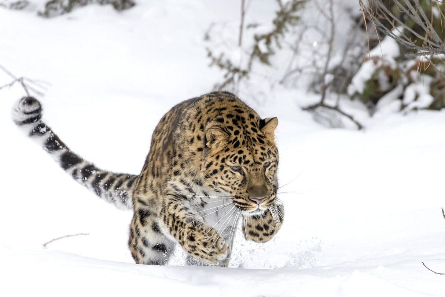 An Amur Leopard mid hunt. Image credit: Alamay An Amur Leopard mid hunt. Image credit: Alamay