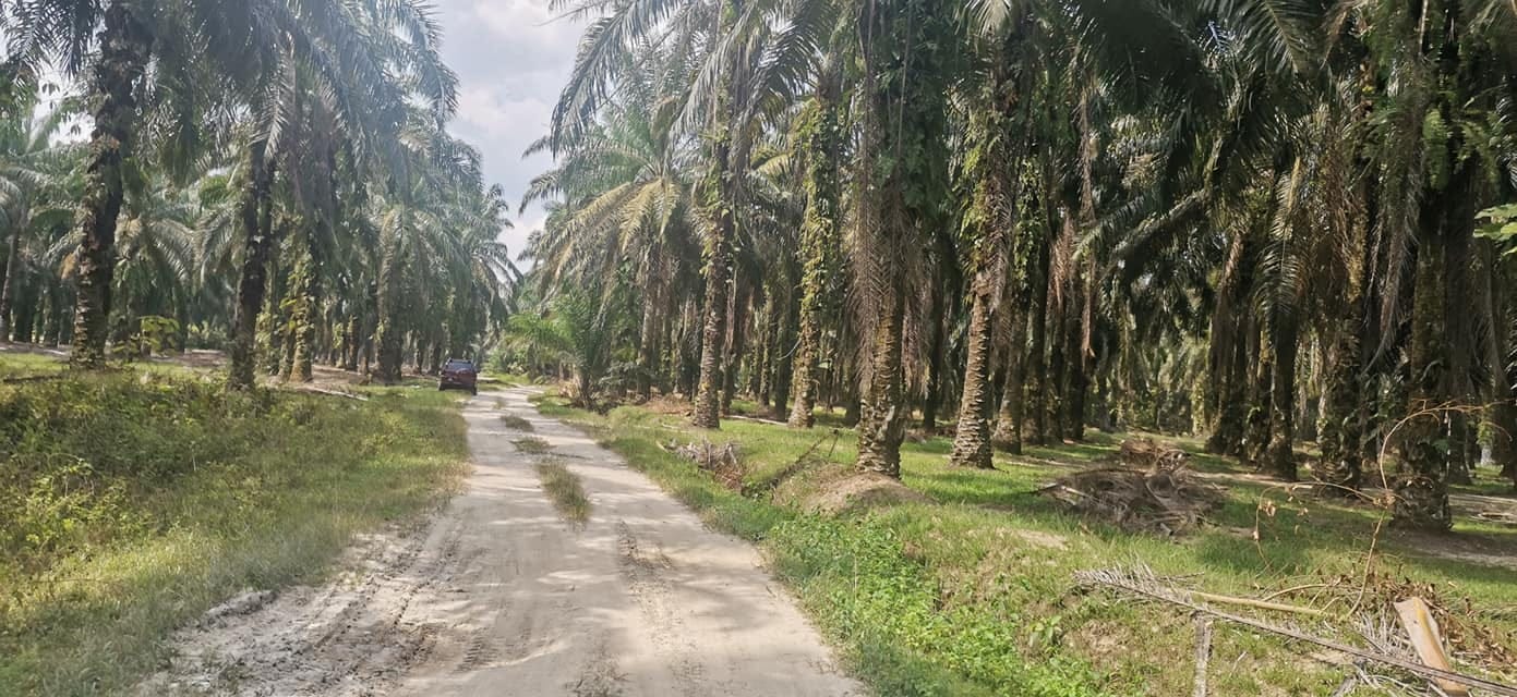 Tanah Sawit Untuk Dijual Di Air Kuning Kg.Gajah Perak - HartanahPerak.my Ejen Hartanah Perak - Ejen Hartanah Berdaftar Ipoh Perak - Ejen Hartanah Ipoh Perak - Rumah untuk dijual - Rumah untuk Tanah Sawit Untuk Dijual Di Air Kuning Kg.Gajah Perak - HartanahPerak.my Ejen Hartanah Perak - Ejen Hartanah Berdaftar Ipoh Perak - Ejen Hartanah Ipoh Perak - Rumah untuk dijual - Rumah untuk