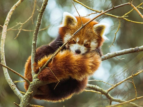 images of St. Antonin-Noble Val