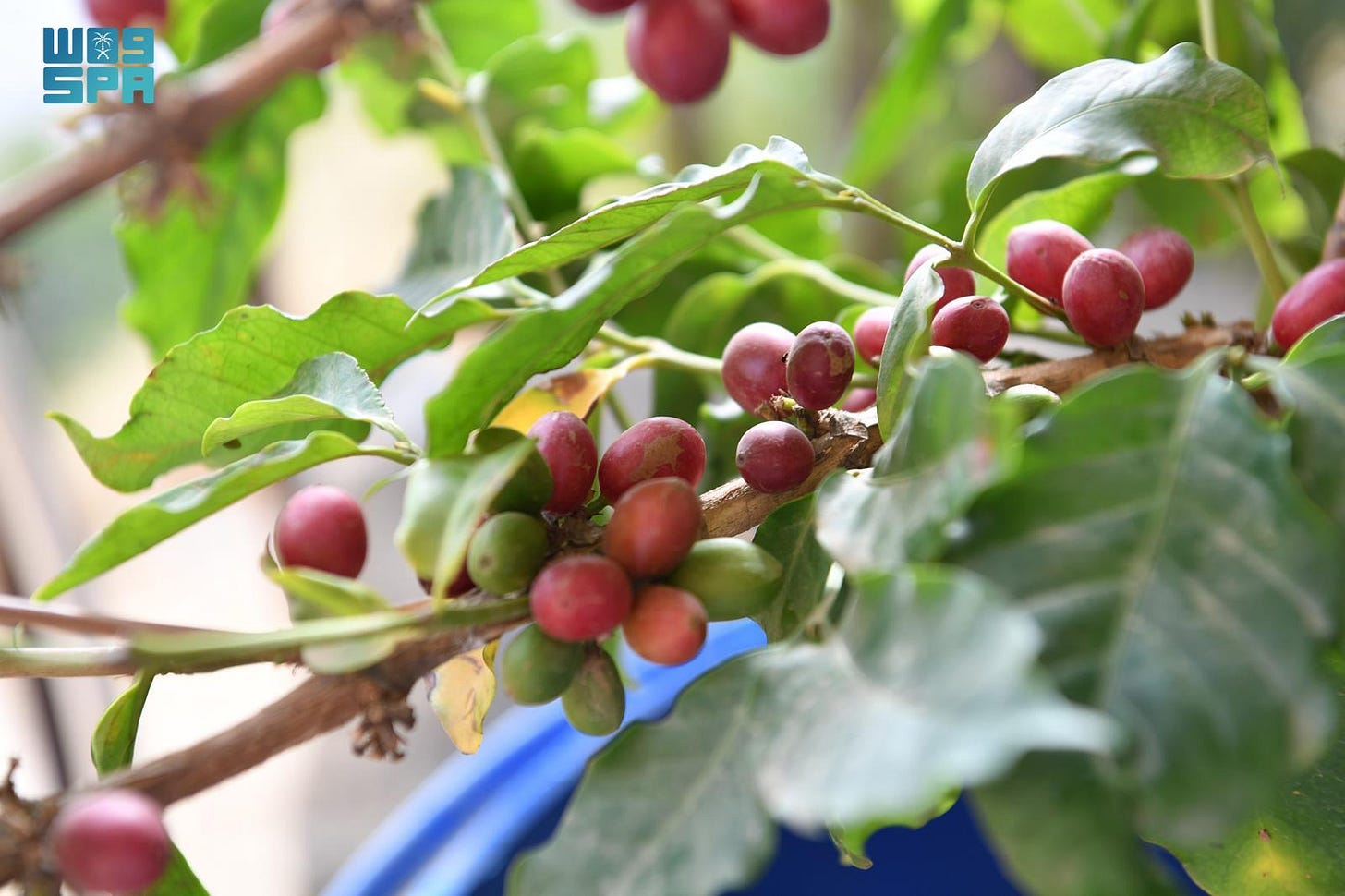 سياحة وترفيه / مزارع البن في جازان تتحول إلى وجهات للسياحة الريفية