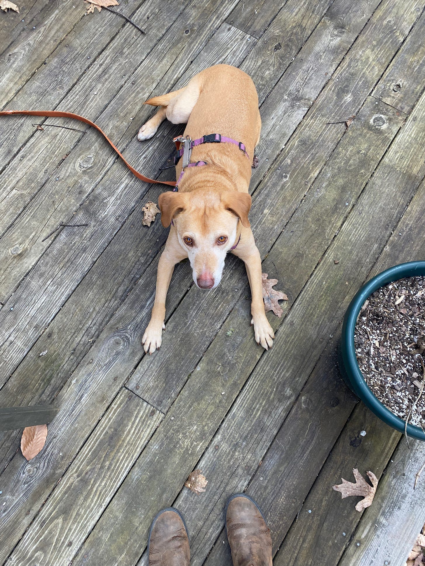 Nessa lying on the porch, her paws out in front of her, ears perked.