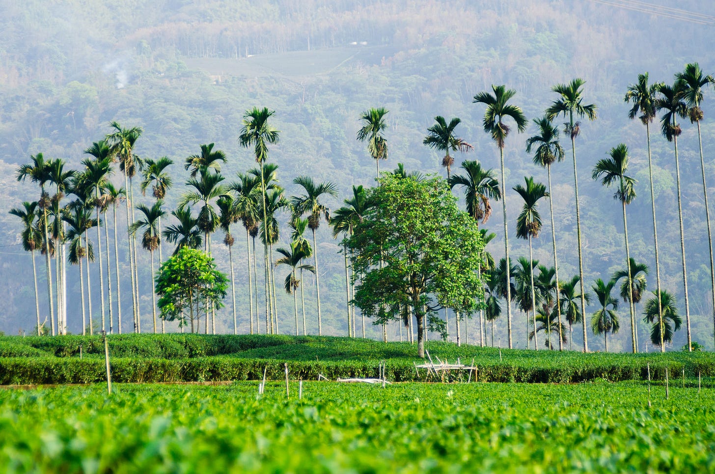 ID: Tea field in Taiwan with palm trees