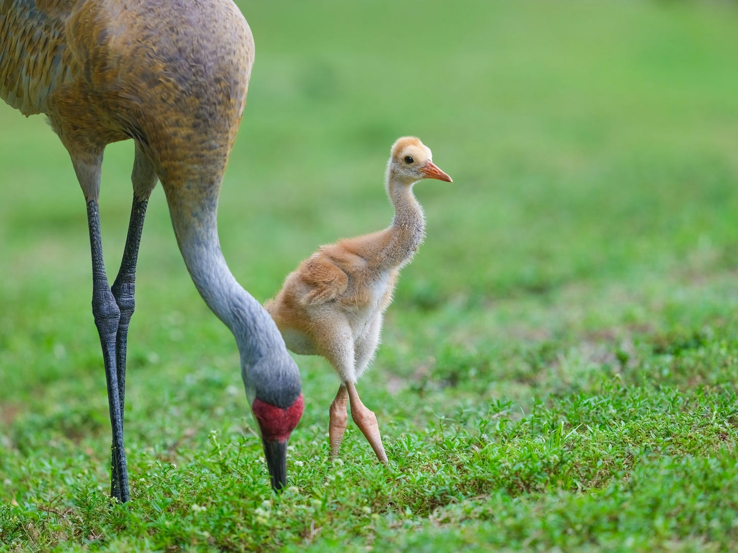 A baby sandhill crane beside their mom, showing off their fluffy pantaloon feathers. A baby sandhill crane beside their mom, showing off their fluffy pantaloon feathers.