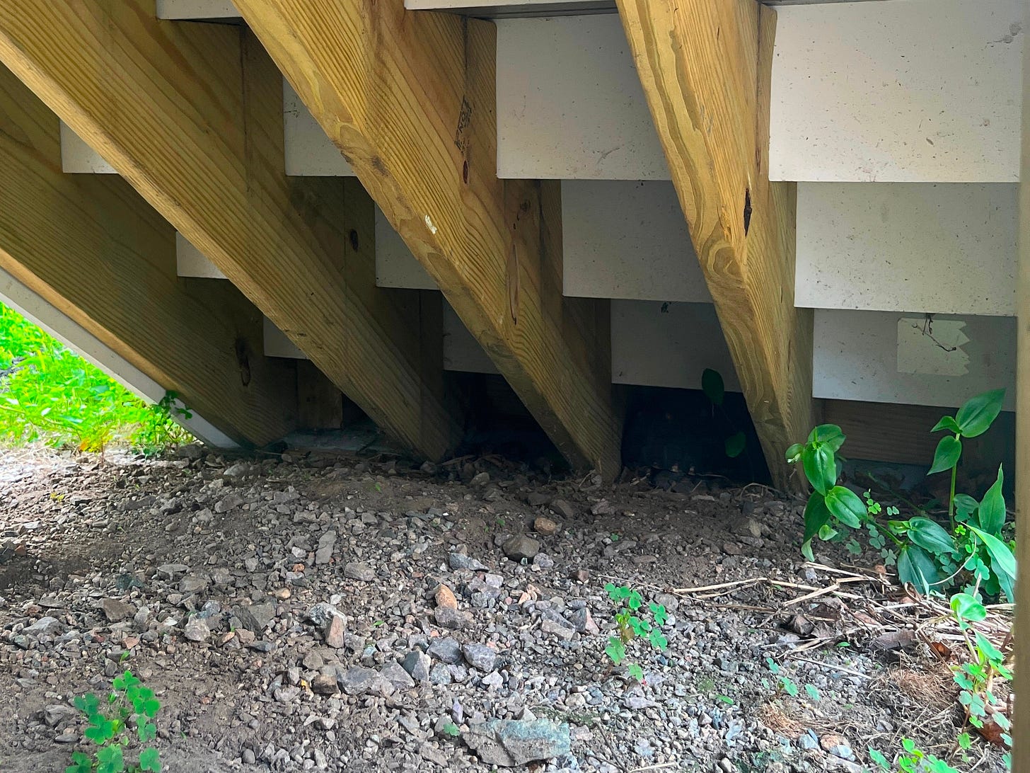 Picture of a tortoise hiding really well under a set of stairs.