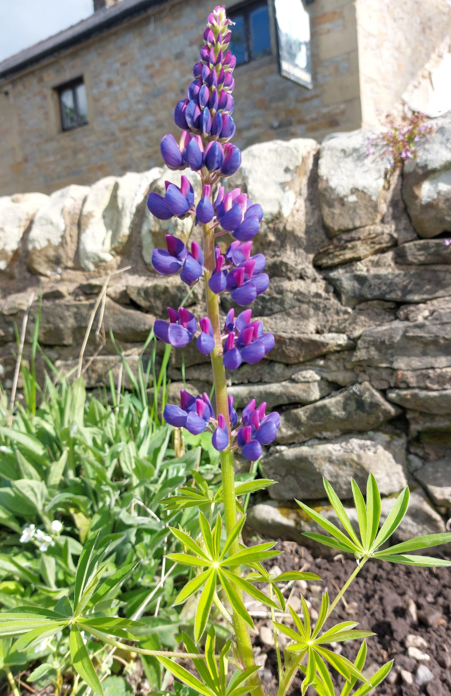 A vivid purple lupin plant blooming in front of a stony wall A vivid purple lupin plant blooming in front of a stony wall