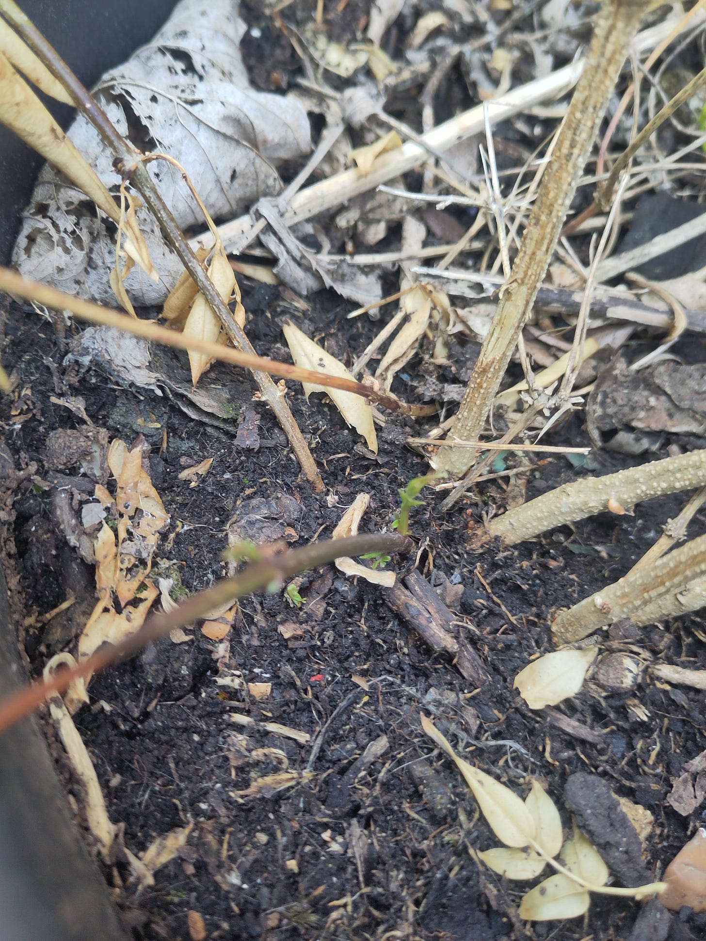Crispy dead shoots of jasmine with one green shoot, coming out of the earth.