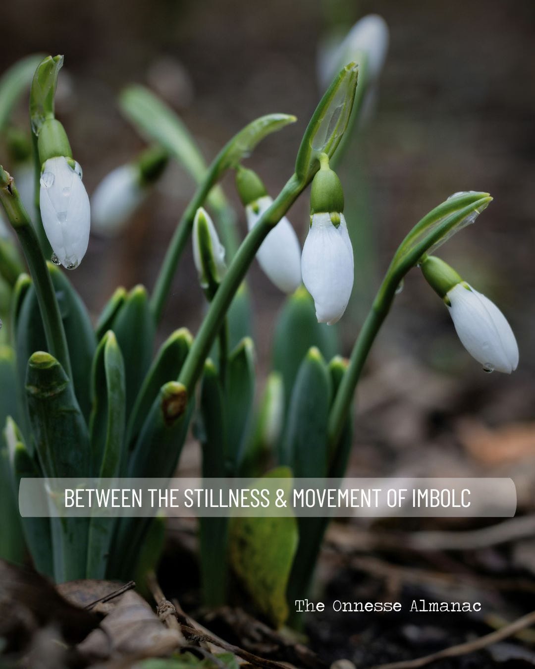 Snowdrops emerging from the soil in early spring, with white flowers and green shoots appearing among leaf litter.