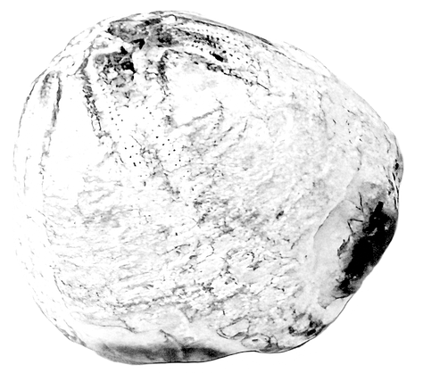 Fossilised sea urchin, ouroboros