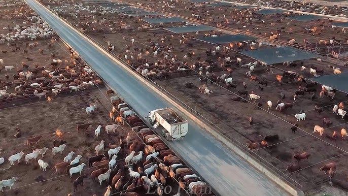 Largest Cattle Farm - American Ranchers Raise 60,3 Million Beef Cattle This Way Largest Cattle Farm - American Ranchers Raise 60,3 Million Beef Cattle This Way