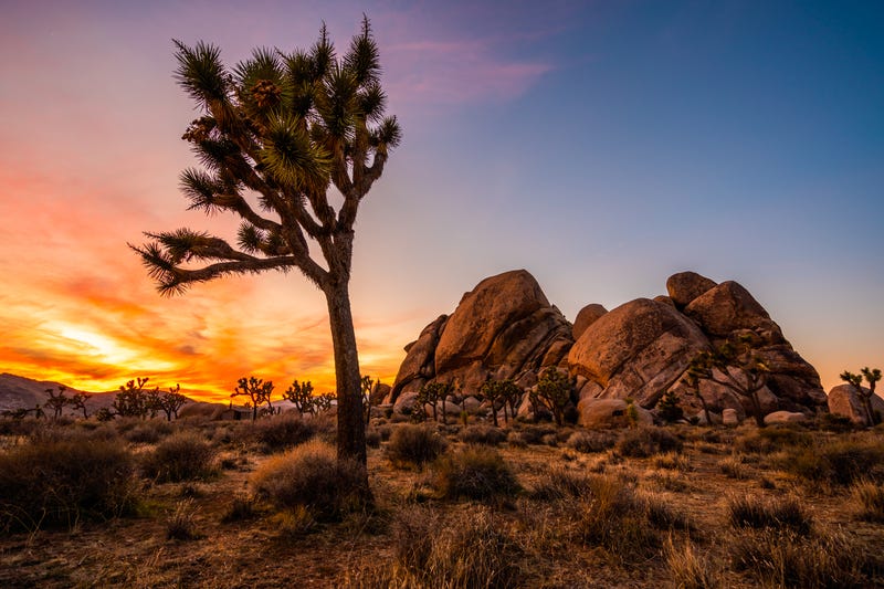 Know Before You Go: Joshua Tree National Park