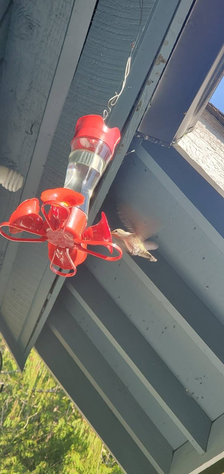 Flying Hummingbird