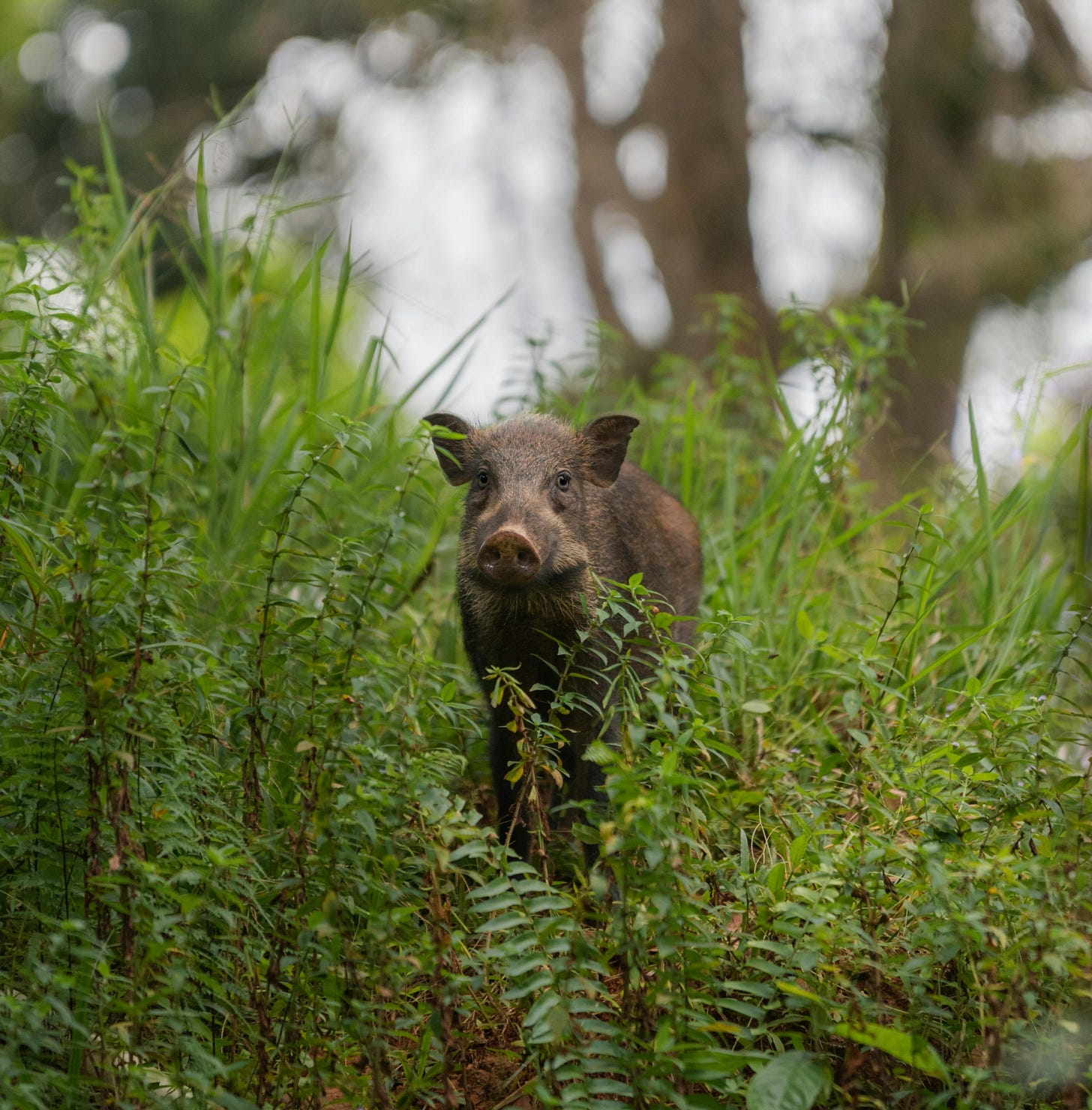 A wild boar standing in tall green foliage, gazing directly at the camera with trees blurred in the background. The boar is partially hidden among the dense vegetation, creating a natural, candid moment in a forest setting. The scene conveys a sense of curiosity and the untamed beauty of wildlife in its natural habitat.