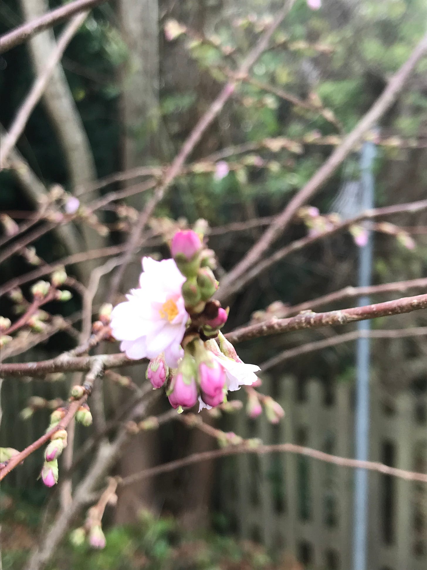 close up image of pale pink flower with yellow centre clustered with small dark pink buds on bare stems