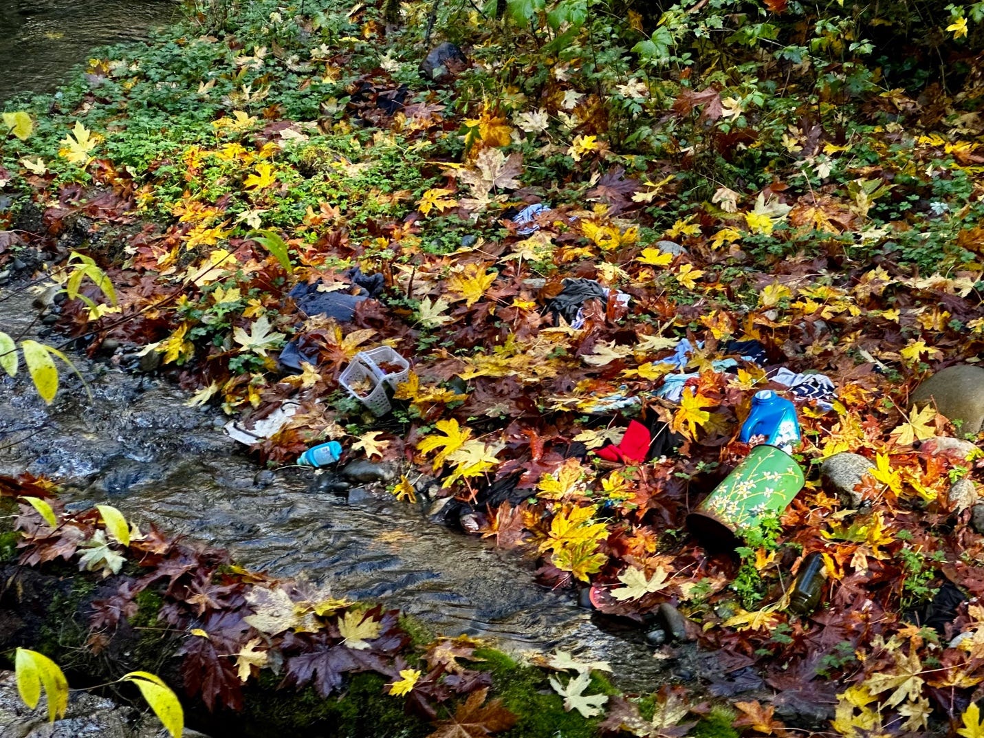 A stream with leaves and cans

Description automatically generated with medium confidence