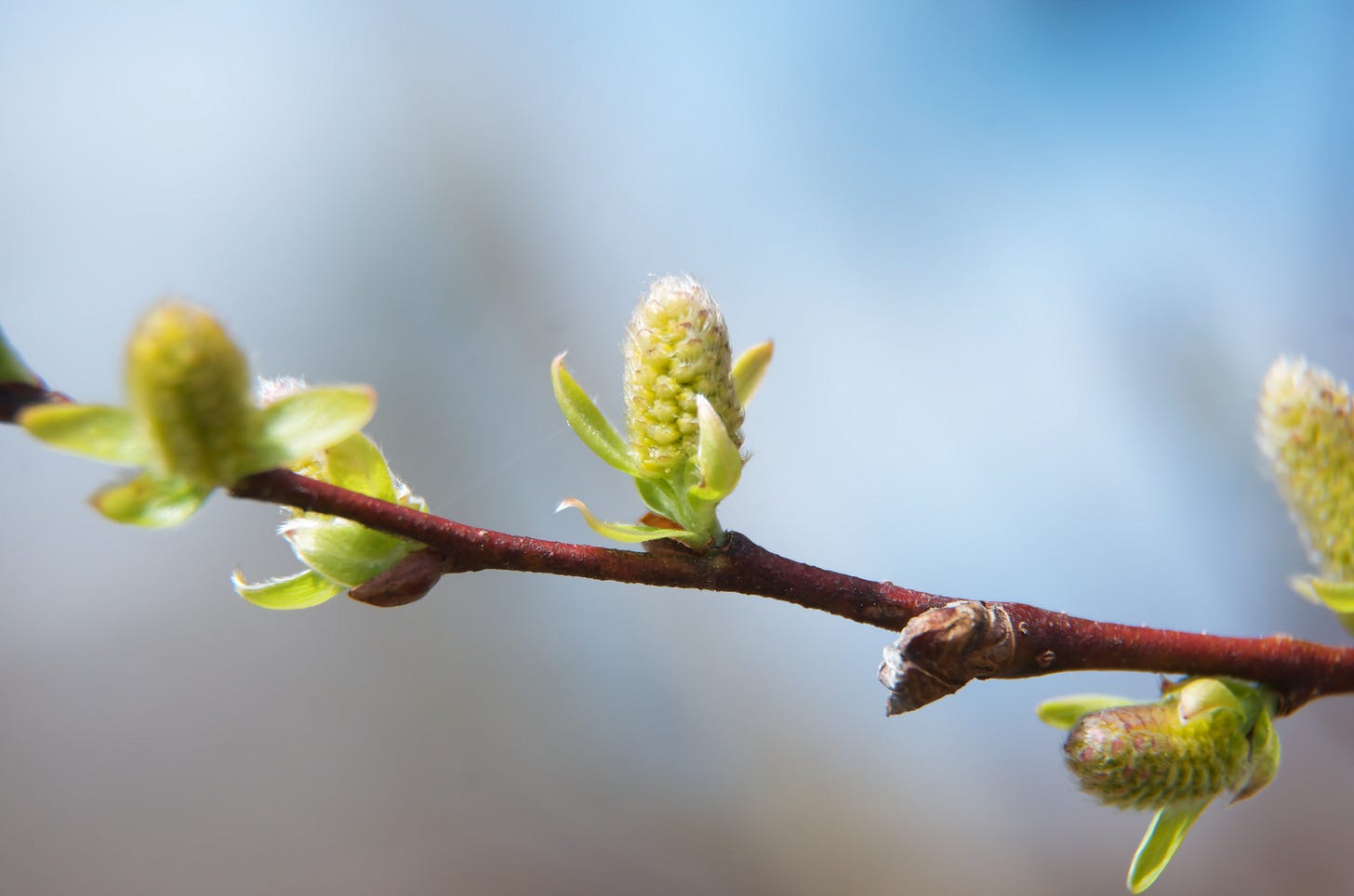A slender red branch of a Black Willow tree is dotted with bright yellow buds that look like tiny corncobs against a blue spring sky.