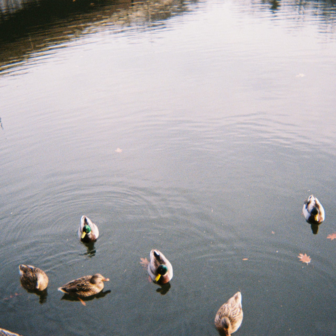 જ⁀➴ COMMON BURN જ⁀➴