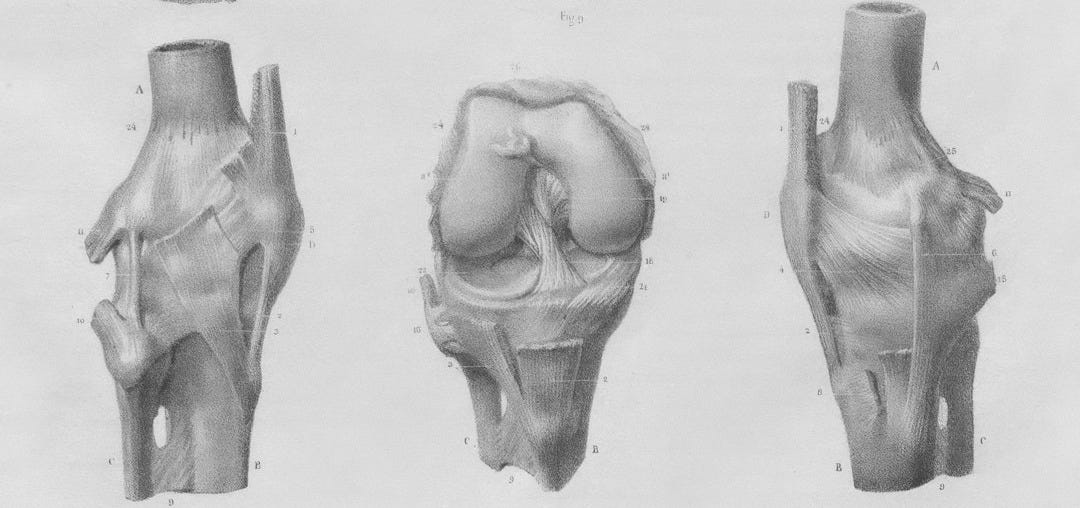 a drawing of different types of bones a drawing of different types of bones