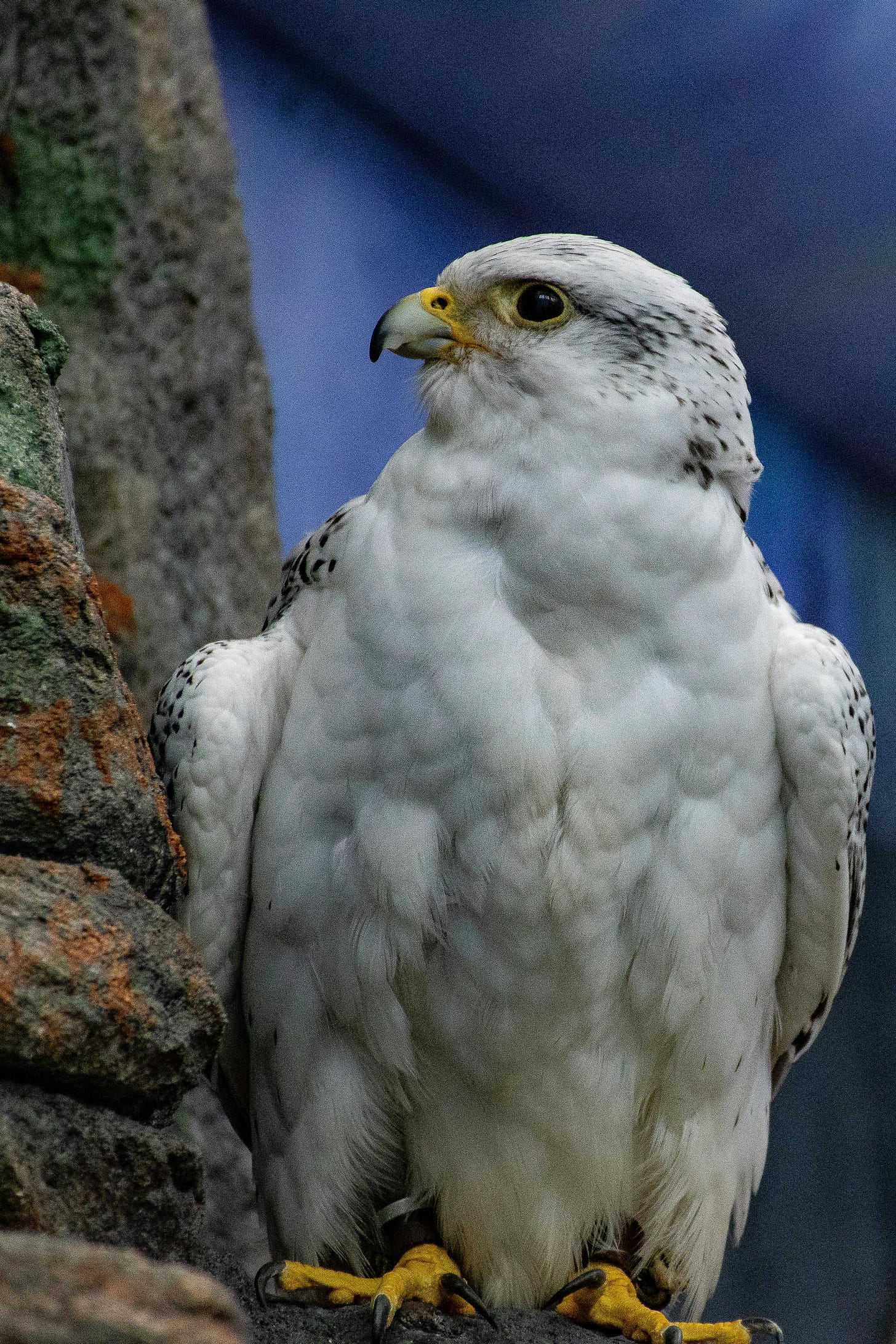 A close-up of a gyrfalcon.