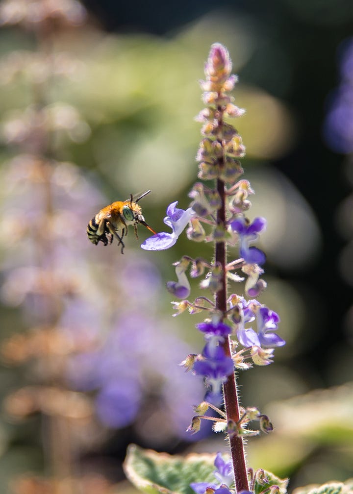 Blue banded bees