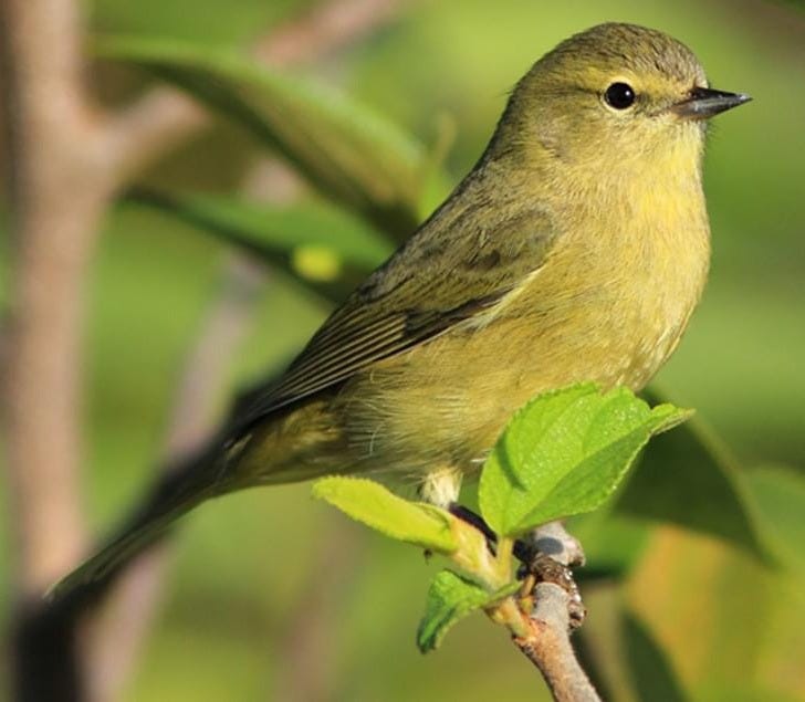 Orange-crowned Warbler Identification, All About Birds, Cornell Lab of Ornithology Orange-crowned Warbler Identification, All About Birds, Cornell Lab of Ornithology