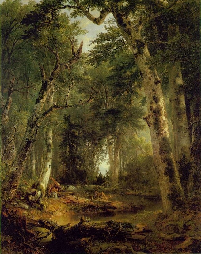 A shaded forest interior with mossy rocks, a stream and arching trees like a green cathedral A shaded forest interior with mossy rocks, a stream and arching trees like a green cathedral