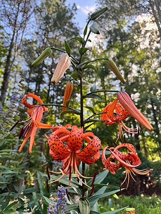 Description of plants blooming in our July garden