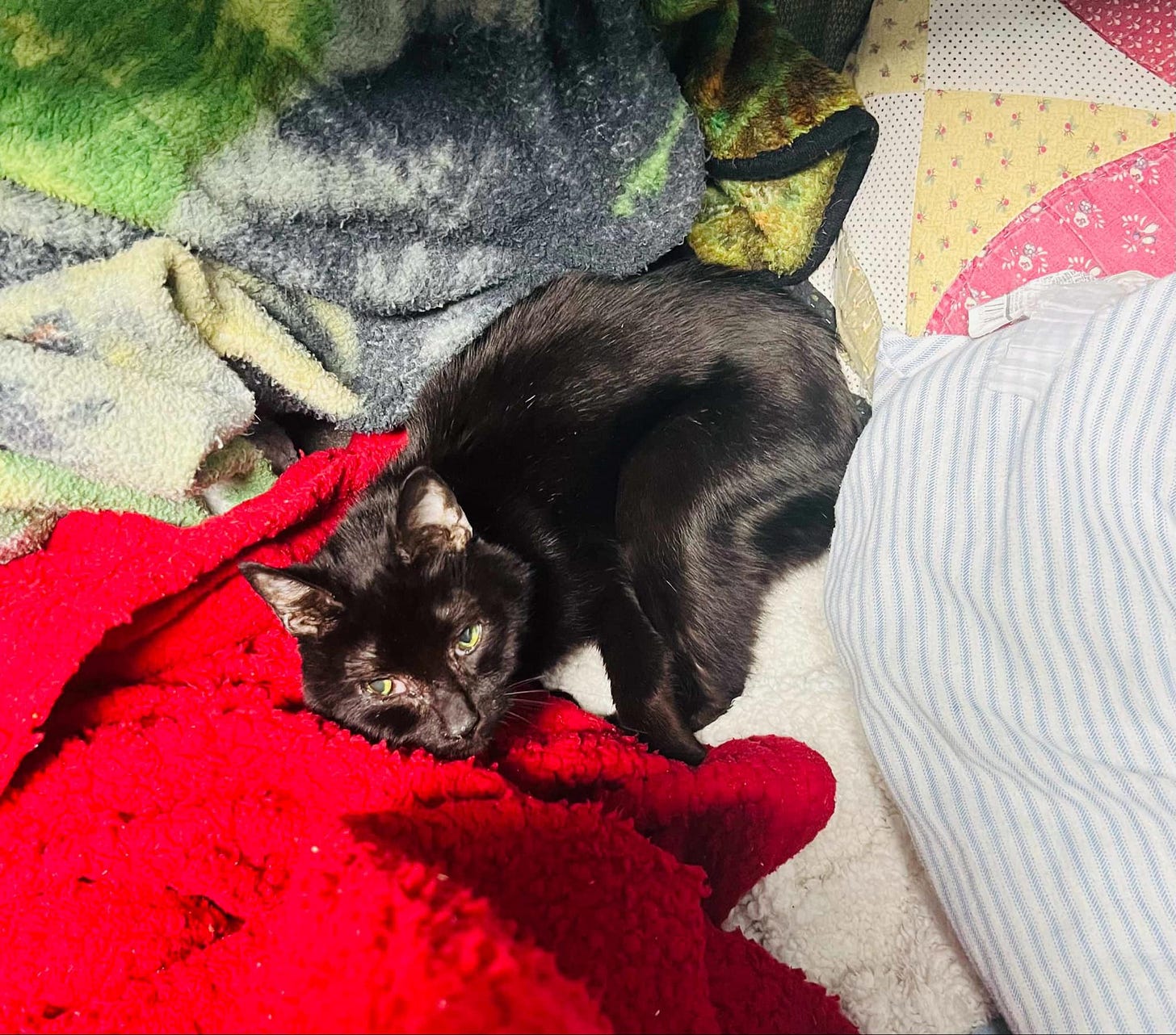 May be an image of cat