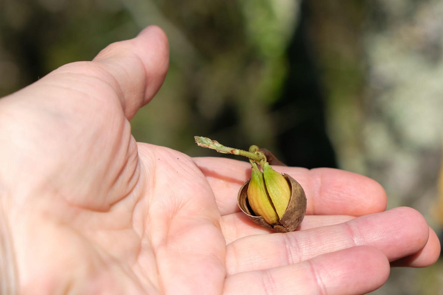 Sprouted acorn in the woman's hand. Oak nut germination. Forest background.