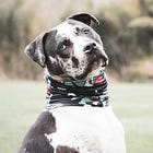 Screamin' Pete Hegseth Lucky This Old Admiral Didn't *Lay Him Out*